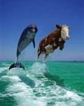 pic for Dolphin and Cow